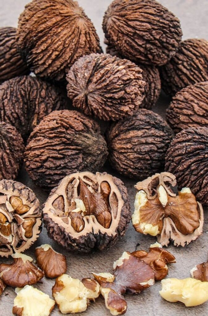 Close-up of black walnuts in shell, with several cracked open to show the dark, rich kernels and broken pieces on a gray surface.