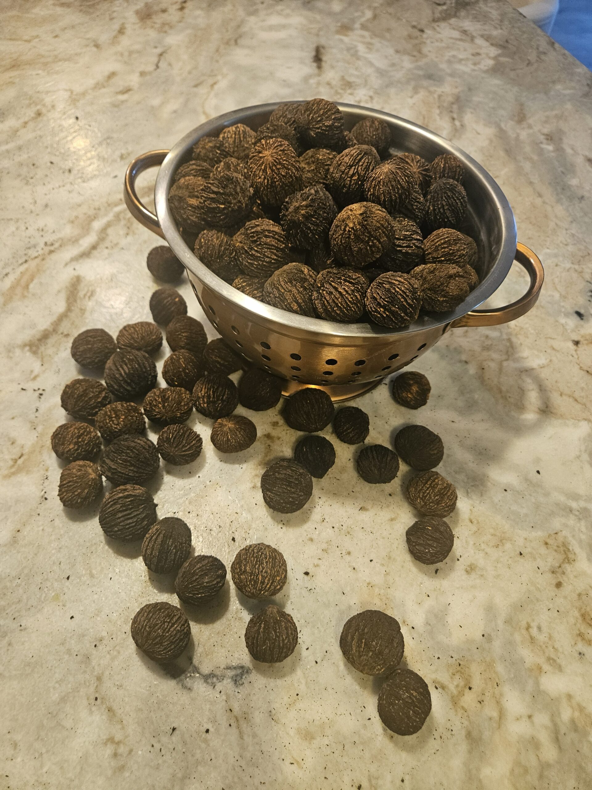 Black walnuts in a collander