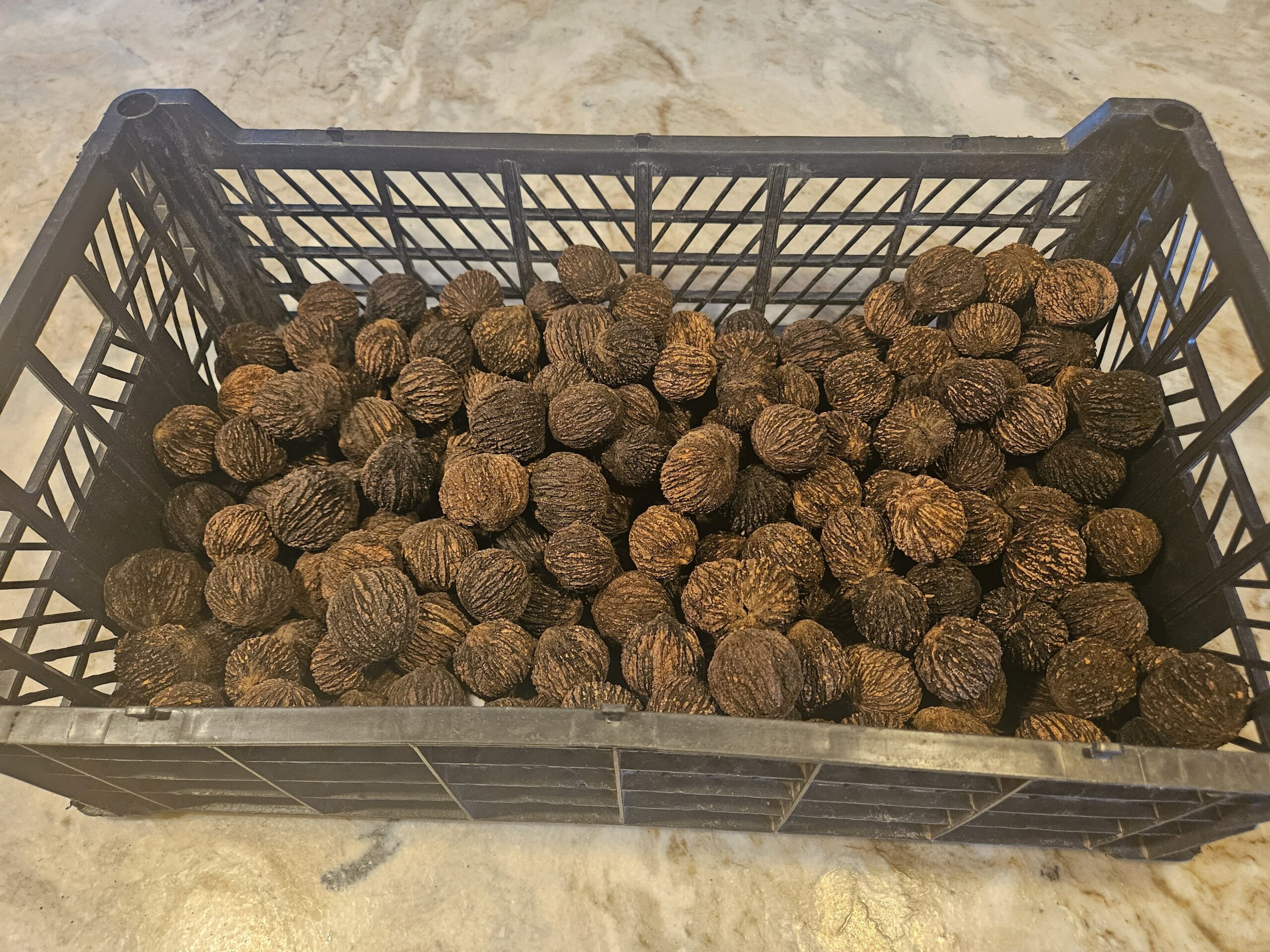 Black walnuts in a crate