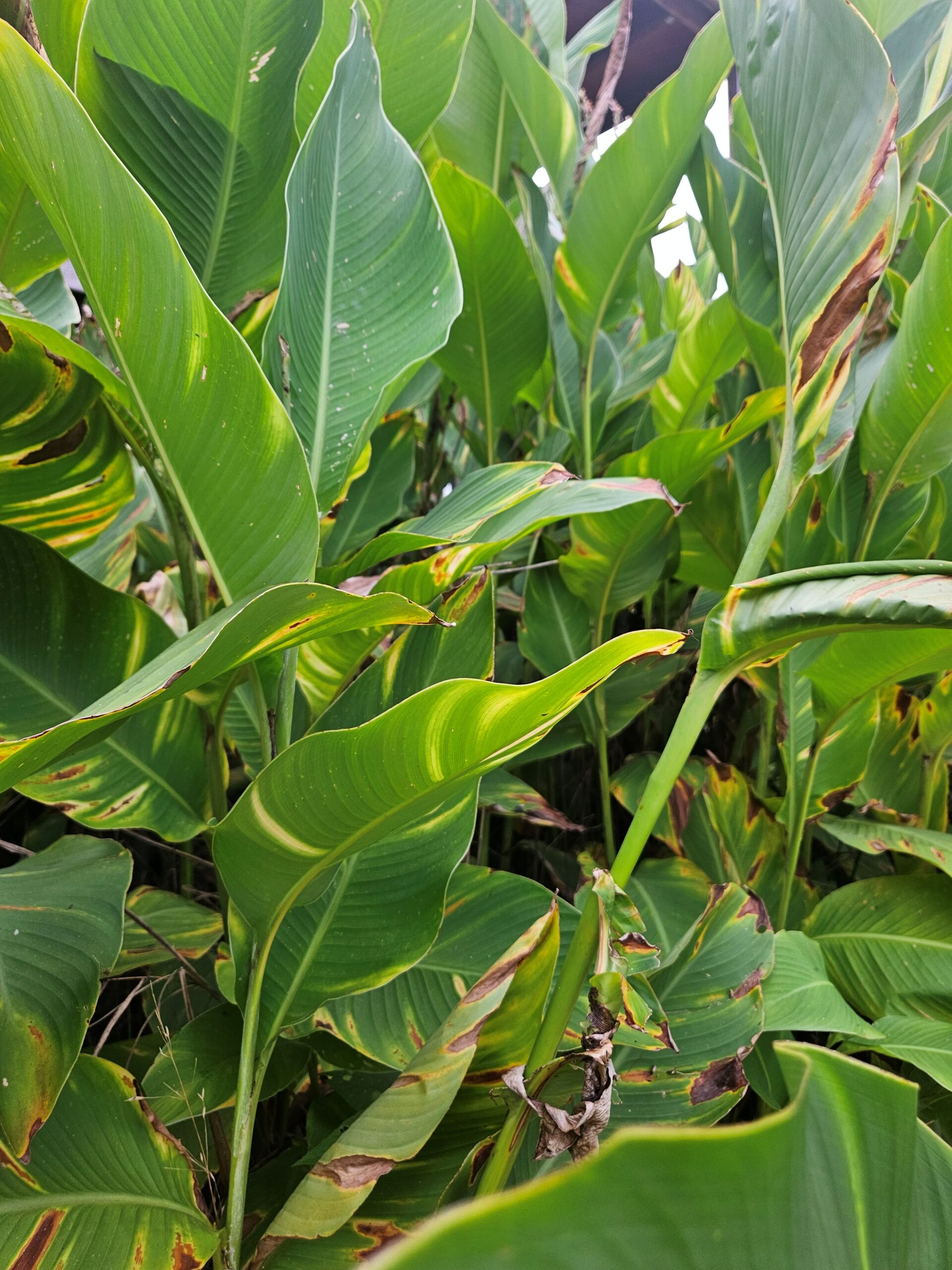 Closeup of Indian Shot Canna Lily foliage