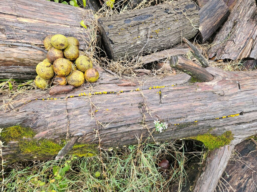 Premium Tennessee Black Walnut Green Hulls — Dried Cut