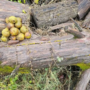Premium Tennessee Black Walnut Green Hulls — Dried Cut