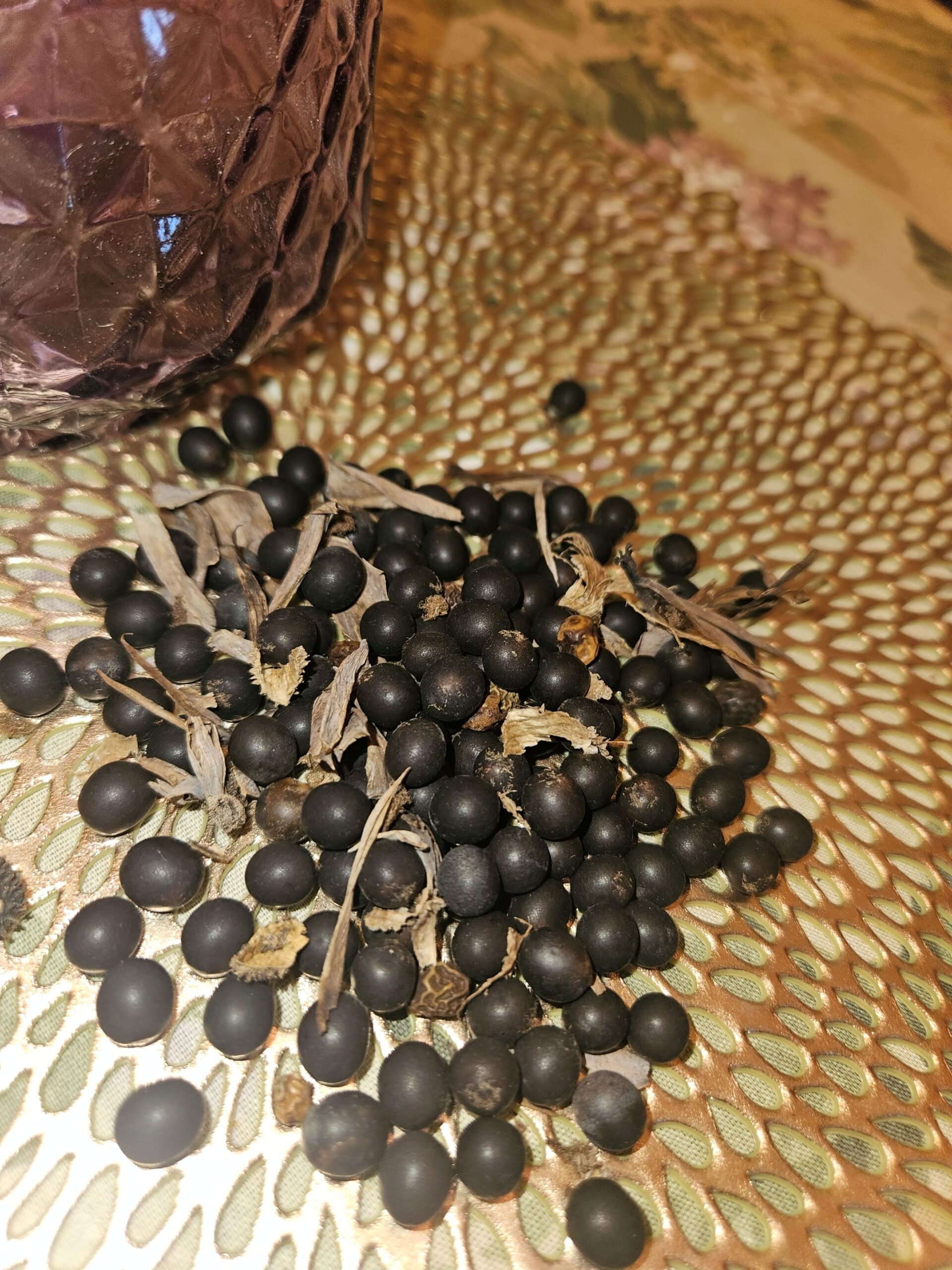 Indian Shot Canna Lily seeds and seed packs on a table