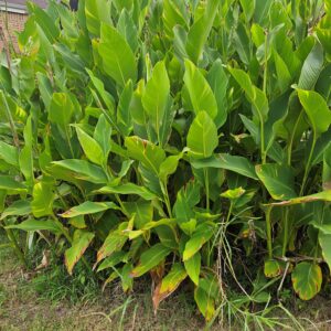 Indian Shot Canna Lily