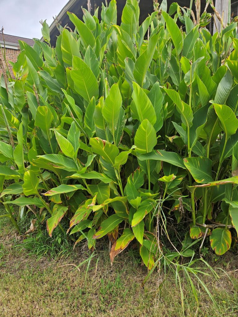 Indian Shot Canna Lily