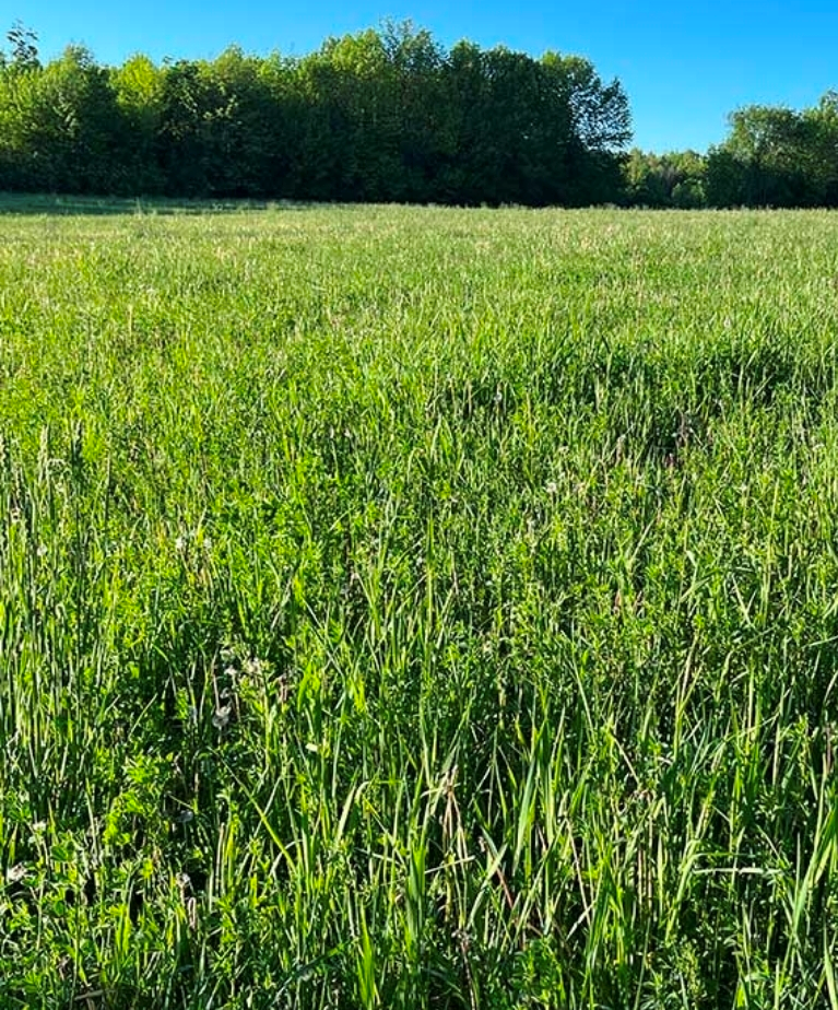 Tall green fescue hay field at Retreat at Hope Farm in Springfield, Tennessee, growing ahead of first cutting.