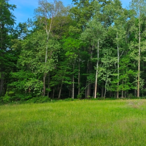 Orchardgrass and fescue hay field at Retreat at Hope Farm in Springfield, Tennessee, ready for first cutting.