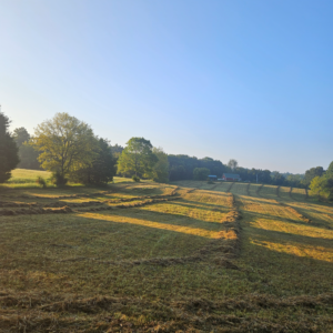 Freshly raked hay rows across the upper field at Retreat at Hope Farm in Springfield, Tennessee, during seasonal hay harvest.