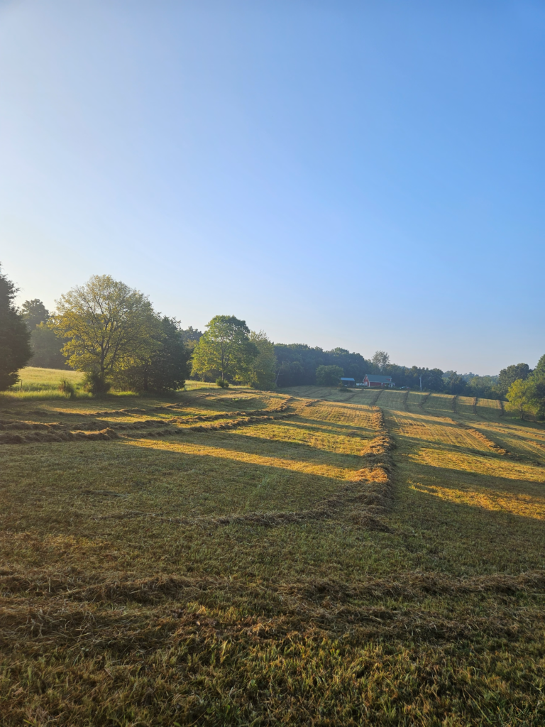 Freshly raked hay rows across the upper field at Retreat at Hope Farm in Springfield, Tennessee, during seasonal hay harvest.